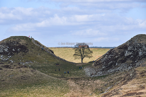 Sycamore Gap, England