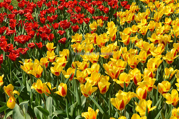Keukenhoff, Netherlands