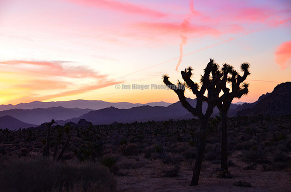 Joshua Tree, CA