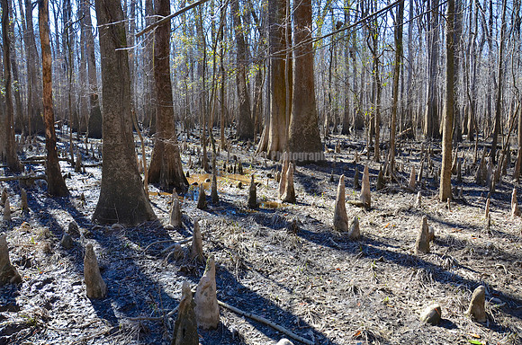 Congaree National Park, SC