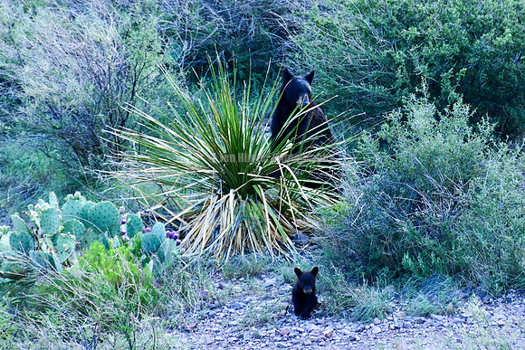 Big Bend, TX